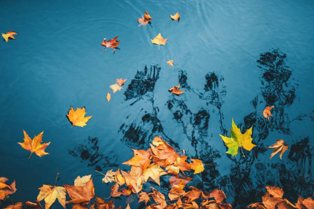 Autumn Leaves Falling To The Lake