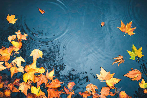 Dry autumn leaves floating on a water surface of a lake.