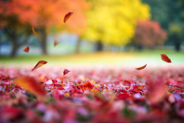 Autumn background with red leaves falling from the trees in park.
