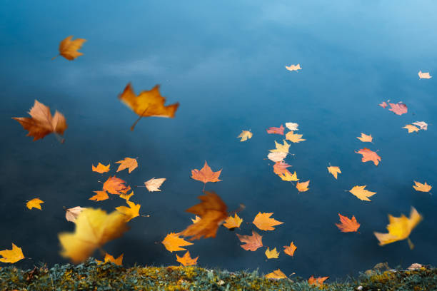 istock Autumn Leaves In Water 1601154115