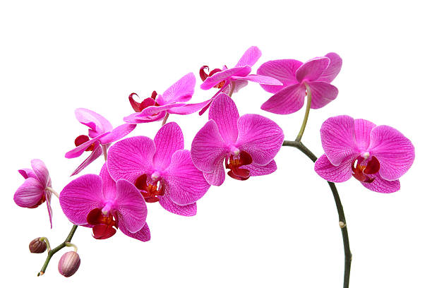 istock Pink butterfly orchid 160115425