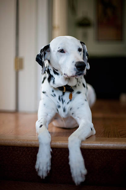 istock Dog relaxing on wood floor 160115625