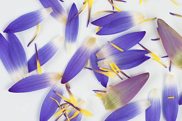 istock Close-up of lotus petals . 160115734