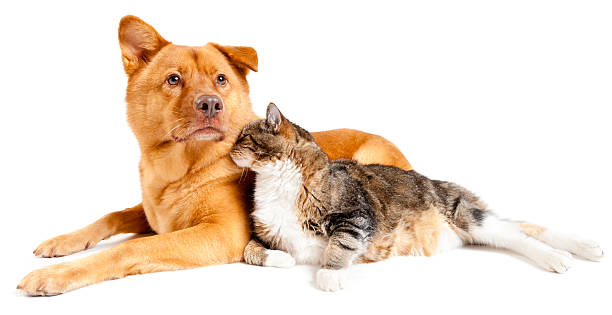 Dog and cat together stock photo