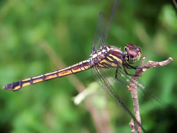 トンボの接写。 - wing dragonfly animal eye blue ストックフォトと画像