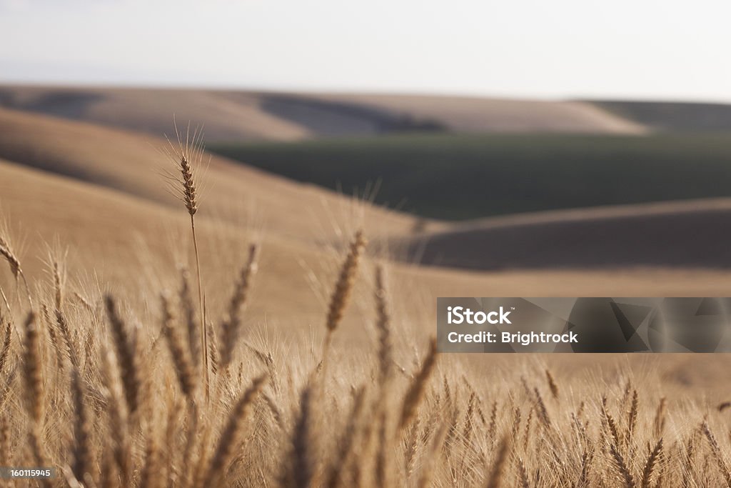 Palouse blé champ - Photo de Idaho libre de droits
