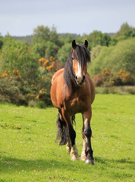 istock Brown Horse in Movement 160116237