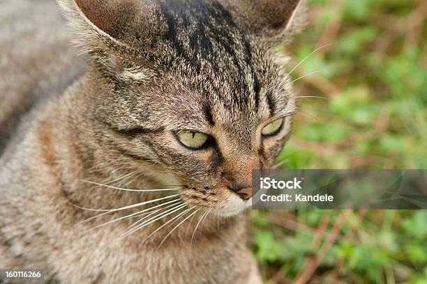 Gato Na Relva - Fotografias de stock e mais imagens de Animal - Animal, Animal Doméstico, Animal de Estimação