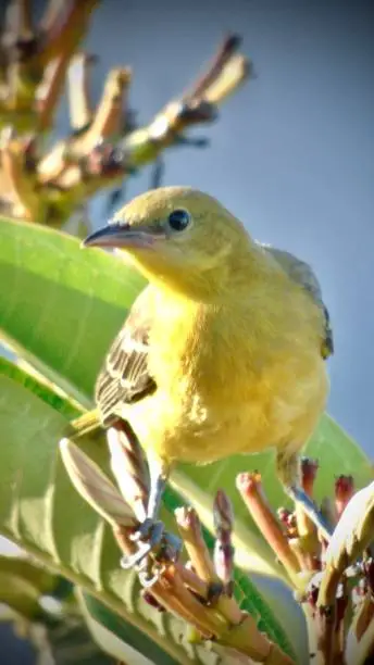 Photo of close up view of a female fledgling hooded oriole (Icterus cucullatus).