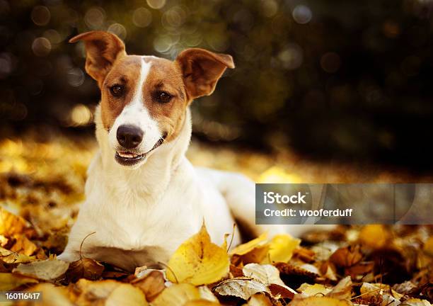 Jack Russell Terrier Caer En Otoño Las Hojas Foto de stock y más banco de imágenes de Acostado - Acostado, Acostado boca abajo, Fotografía - Imágenes