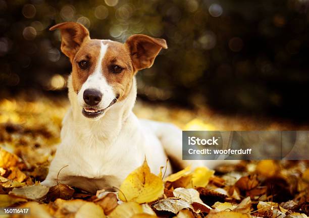 Jack Russell Terrier Leżącego Na Jesieni Pozostawia - zdjęcia stockowe i więcej obrazów Bez ludzi