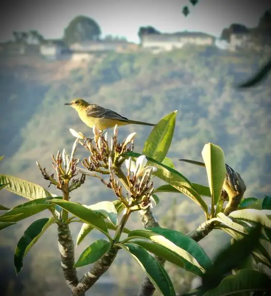 Photo of two sibling female fledgling hooded oriole birds (Icterus cucullatus) are lighted on a plumeria tree (frangipani).