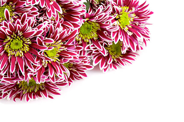 red chrysanthemums border isolated on white stock photo