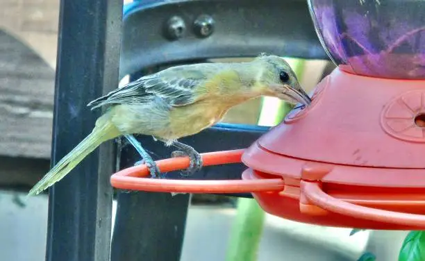 Photo of one female fledgling hooded oriole (icterus cucullatus) sips grape kool-aid from a feeder.