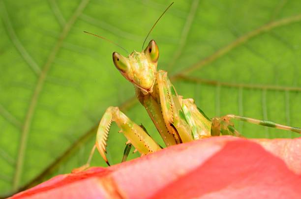 praying mantis stock photo