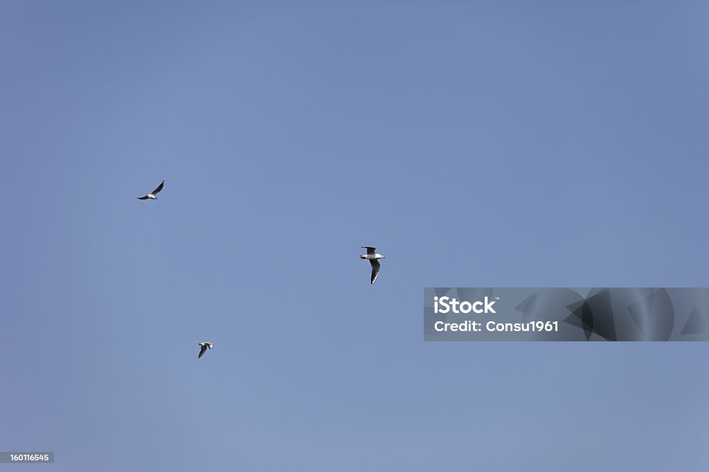 Gulls flying - Foto de stock de Aire libre libre de derechos
