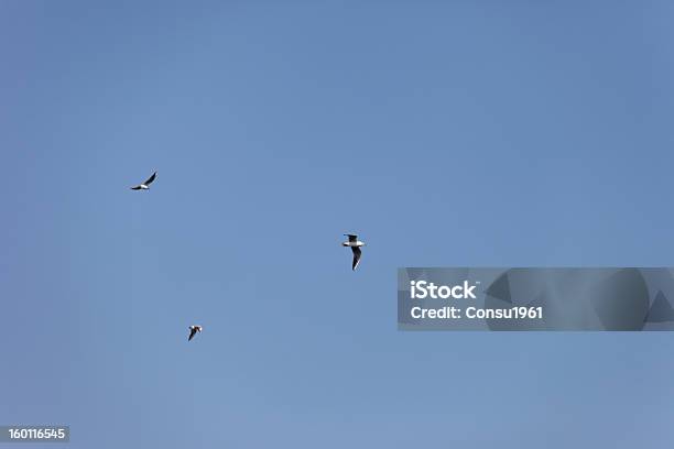 Gulls Flying Foto de stock y más banco de imágenes de Aire libre - Aire libre, Ala de animal, Alas desplegadas