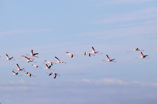 istock Flamingos in Portugal 1601166060