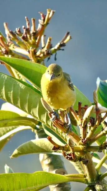 Photo of one curious female fledgling hooded oriole bird (Icterus cucullatus) perches on a plumeria tree.