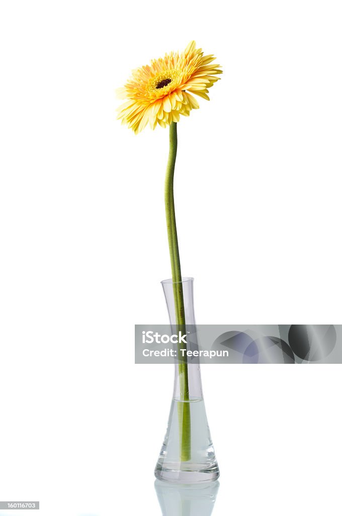 Gelbe Gänseblümchen-gerbera - Lizenzfrei Baumblüte Stock-Foto