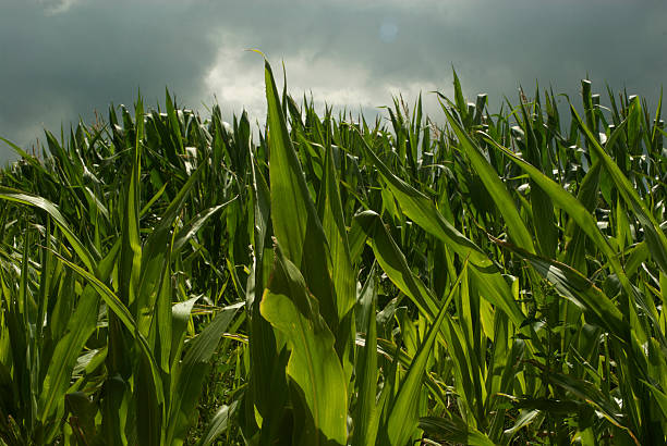 Maize (corn) plants stock photo