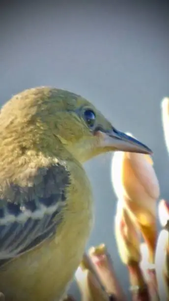 Photo of the western horizon is captured in the catch light of the eye of a fledgling female hooded oriole bird (icterus cucullatus).