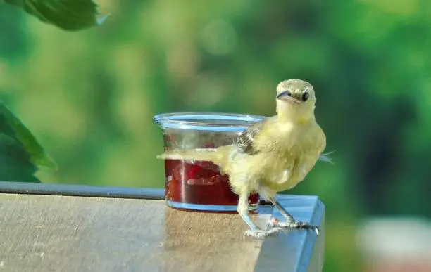 Photo of one fledgling female hooded oriole bird (icterus cucullatus) has new messy & unkempt feathers.