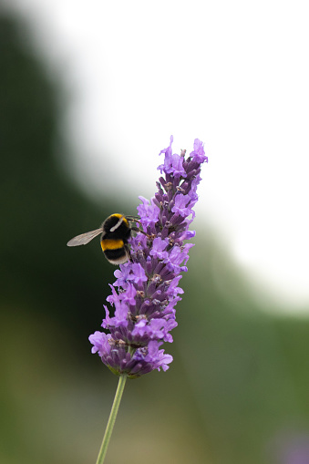 vertical image of  bumble bee settled on a lavender plant feeding on nectar ,negative space blurred background