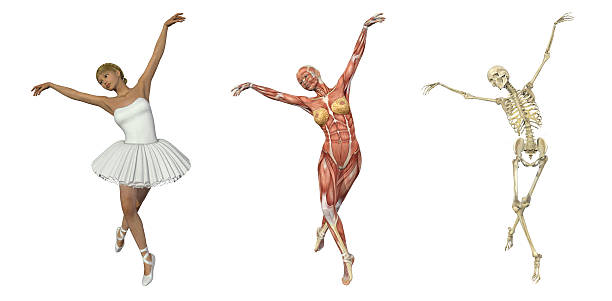 Anatomical Overlays - Ballet stock photo
