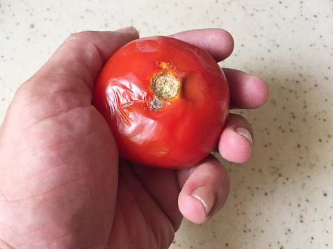 Hand holding rotten tomato
