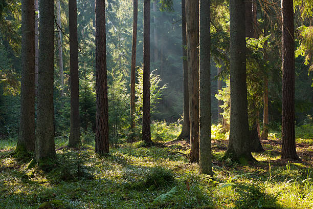 stary iglaste stoją z bialowieza forest w letni poranek - landscape fir tree nature sunrise zdjęcia i obrazy z banku zdjęć