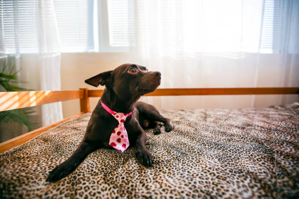 家で休むピンクのネクタイを着たドーベルマンピンシャー