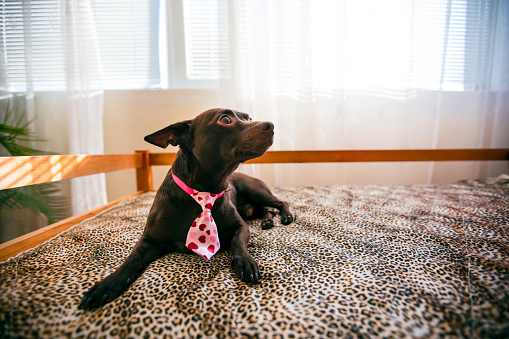 Doberman pinscher wearing a funny pink tie with hearts resting at home