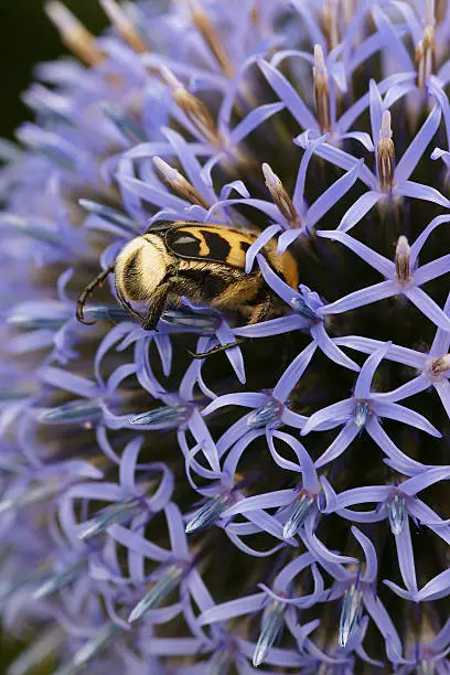 Photo of Brindle beatle eats in blue flower