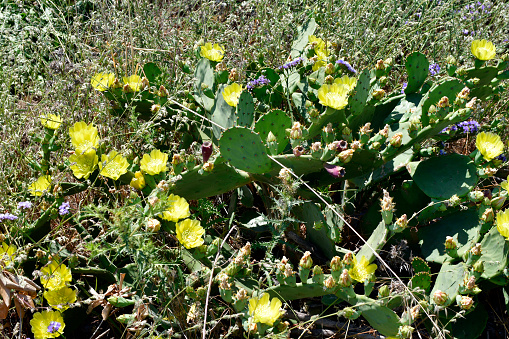 Greece,  Halkidiki, flowering prickly pear cactus - fruits ar edible