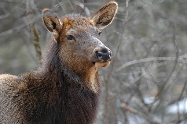 istock Majestic Autumn Cow Pennsylvania Elk 160118431