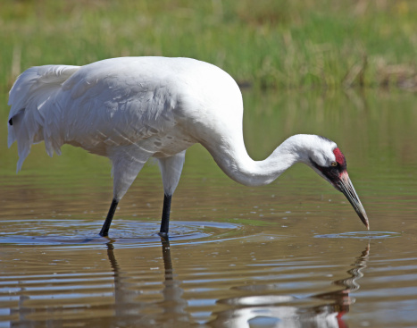Whooping Crane with reflection in water