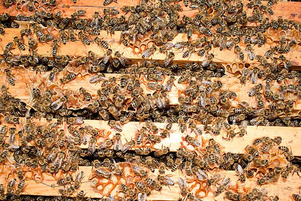 Group of bees work hard to collect honey