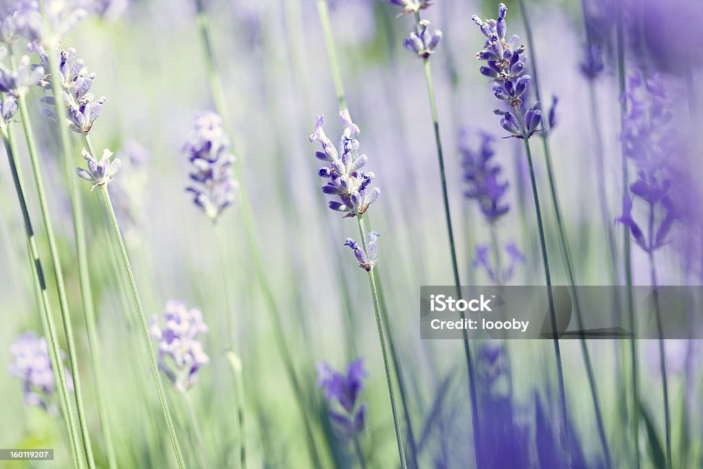 lavender art abstract with lavender Abstract Stock Photo