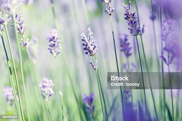 Lavender Art Stock Photo - Download Image Now - Abstract, Backgrounds, Beauty In Nature