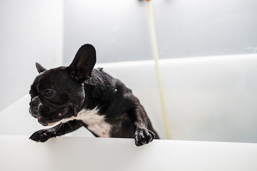 Beautiful and funny purebred French bulldog having a bath in professional grooming salon.