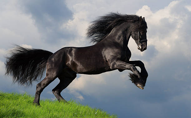 noir friesian courses de chevaux au gallop sur la colline - horse black stallion friesian horse photos et images de collection
