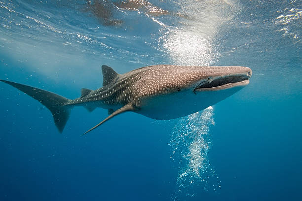 Whale shark Whale shark from maldives whale shark photos stock pictures, royalty-free photos & images