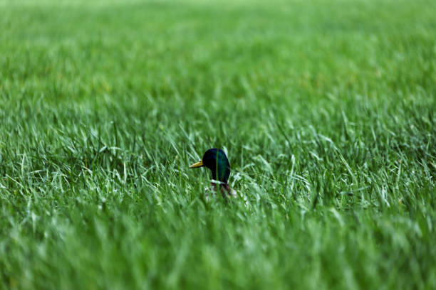Ducks Heads Sticking Out in a Grassy Field.
