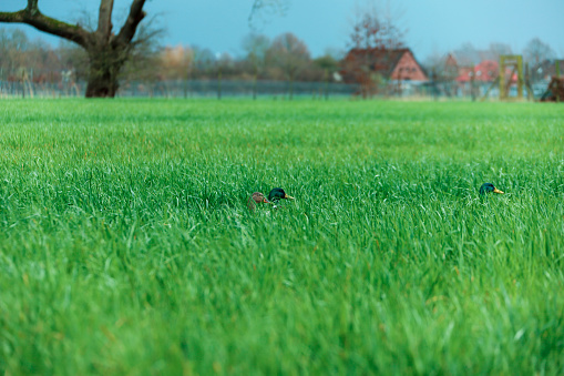 Ducks Heads Sticking Out in a Grassy Field.