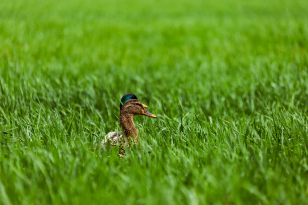 Ducks Heads Sticking Out in a Grassy Field.