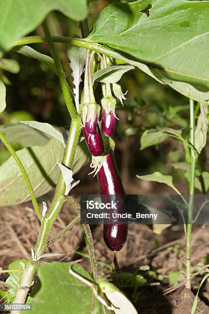 Young Eggplants On The Plant Stock Photo - Download Image Now - Eggplant, Food, Green Color