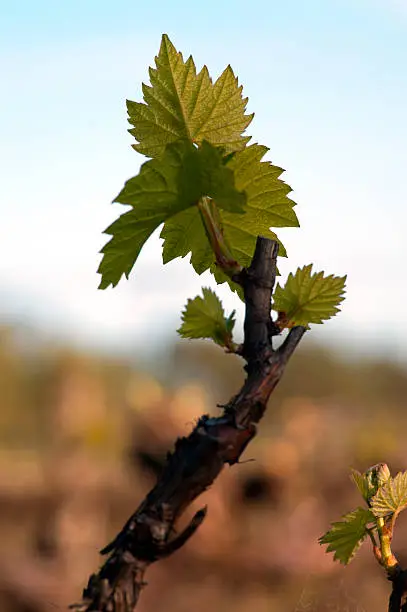 Chardonnay leaf shortly after budburst in organic vineyard in McLaren Vale, Australia