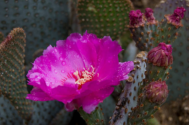 Cactus Flower stock photo