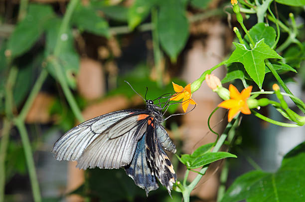 Butterfly drinking stock photo